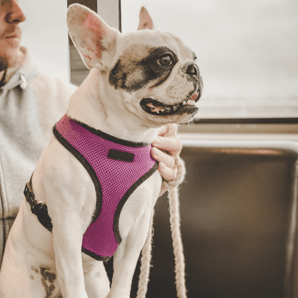 viajar en ferry con tu mascota